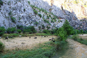 Goats Grazing in a Field Wildlife and Nature Scene
