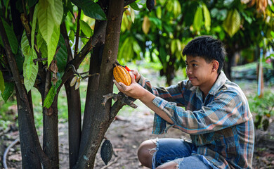 A young cocoa farmer is harvesting ripe yellow cacao pods in a cocoa plantation.