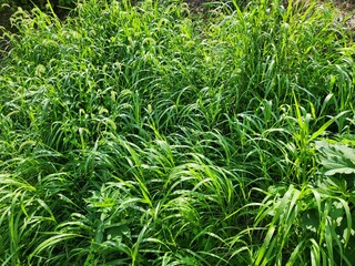 Obraz premium green foxtail, wild foxtail millet, setaria viridis, green bristlegrass, simple nature