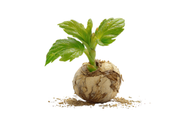 Young sprout emerging from a seed ball, vibrant green leaves