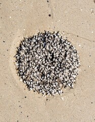 Sea creature cluster on sandy beach