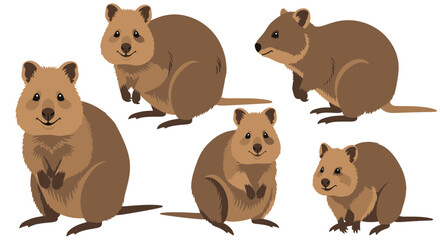 Fototapeta premium Group of smiling quokkas in different poses on a white background 