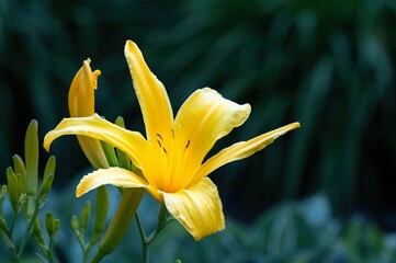 Close-up view of a yellow lily flower, in front of a dark green background