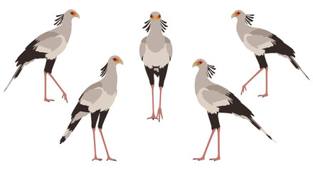 Obraz premium Five Secretary Birds standing in various poses on white background 
