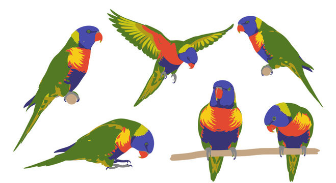Rainbow Lorikeets in various poses on a white background  