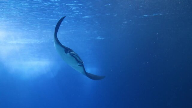 Atlantic Devil Ray (Mobula hypostoma) Swimming Gracefully in Open Ocean &ndash; 4K Footage