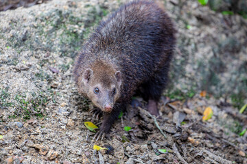 The common kusimanse (Crossarchus obscurus) is a small, diurnal kusimanse or dwarf mongoose. It has a vaguely weasel-shaped body with dark or reddish brown fur that is thick.