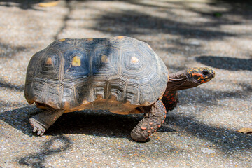 A red-footed tortoise (Chelonoidis carbonarius) is walking on the path. 
A species of tortoise from...