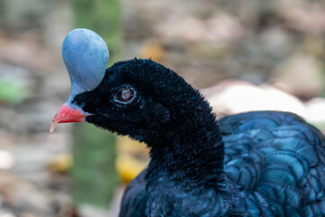 A male helmeted curassow (Pauxi pauxi) with rufous morph.
A large terrestrial bird in the family Cracidae found in the subtropical cloud-forest in steep, mountainous regions of western Venezuela. 