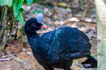 A male helmeted curassow (Pauxi pauxi) with rufous morph.
A large terrestrial bird in the family...