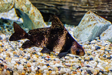 The Chinese high-fin banded shark (Myxocyprinus asiaticus) is a popular freshwater aquarium fish. 
It has declined drastically due to pollution, dams, overfishing, introduced species.
