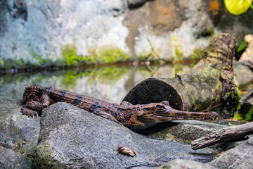 The juvenile false gharial. A freshwater crocodilian native to Malaysia, Borneo, Sumatra, and Java.
It is dark reddish-brown above with dark brown or black spots and cross-bands on the back