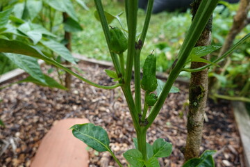 Green chili pepper plant growing in garden bed