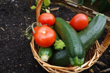 Freshly picked tomatoes and zucchinis resting in a wicker basket