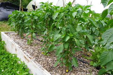 Growing chili pepper plants in raised garden bed with irrigation system