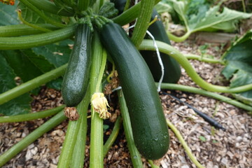 Growing zucchini in vegetable garden: close-up of fresh produce