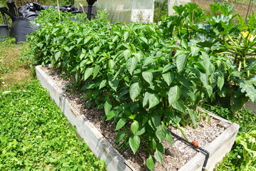 Growing chili pepper plants in raised garden bed with irrigation system
