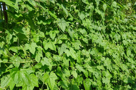 Green ivy gourd leaves covering metal wire mesh fence