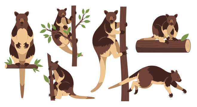 Tree kangaroo illustrations climbing and resting on branches and logs  