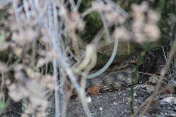 Camouflaged Snake in Natural Habitat
