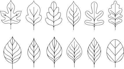 Obraz premium Abstract leaf outlines simple line drawings line art