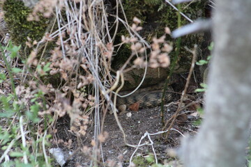 Camouflaged Snake in Natural Habitat