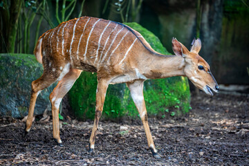 The female Nyala (Tragelaphus angasii) is a spiral-horned artiodactyl antelope native to Southern Africa. 
The coat is rusty or rufous brown in females and juveniles.