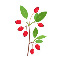 A simple illustrated branch with bright red oval berries and vibrant green leaves.