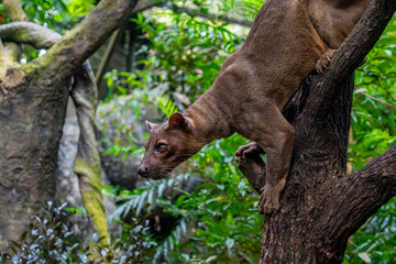 The fossa (Cryptoprocta ferox) is resting on the tree. 
A cat-like,  the largest mammalian carnivore on the island of Madagascar.