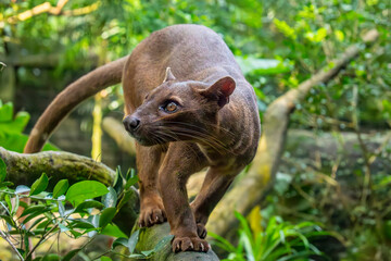 The fossa (Cryptoprocta ferox) is resting on the tree.  A cat-like,  the largest mammalian carnivore on the island of Madagascar. © Danny Ye