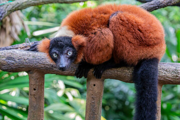 The red ruffed lemur (Varecia rubra) is native to Madagascar. It occurs only in the rainforests of Masoala, in the northeast of the island. 
Its soft, thick fur is red and black in color.