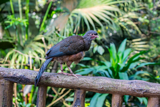 The Chaco chachalaca (Ortalis canicollis) is a species of bird in the family Cracidae. 
Its natural habitats are subtropical or tropical dry forest and subtropical or tropical moist lowland forest.