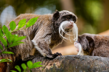 an Emperor tamarin closeup image.
It is a species of tamarin allegedly named for its resemblance to the German emperor Wilhelm II.