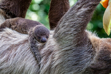 Linneaus Twotoed Sloth Choloepus Didactylus