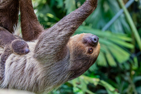 Linneaus' Two-toed Sloth (Choloepus didactylus) with its baby. 
A species of sloth from South America,  have longer hair, bigger eyes, and their back and front legs are more equal in length.