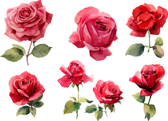 Fototapeta premium set of red roses isolated