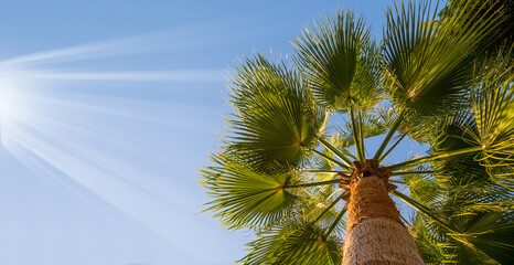 Palm trees bottom view. Top of palm tree against blue sky with a sunrays