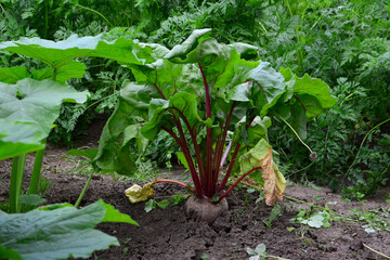 Beetroot Growing in Garden on the garden bed close up