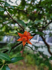 Bright Orange Pomegranate Flower Blooming on a Tree Branch