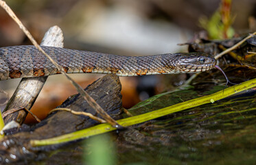 Northern Water Snake