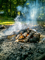 Smoking Campfire with Wooden Logs in Forest