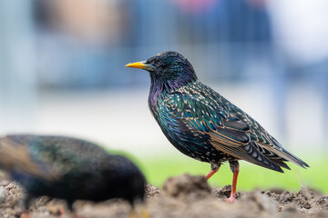 Étourneau sansonnet (Sturnus vulgaris) au plumage irisé dans un environnement urbain à Paris