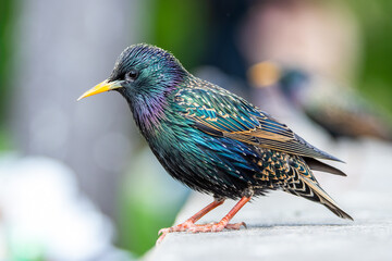 Étourneau sansonnet (Sturnus vulgaris) perché sur un muret dans les rues de Paris