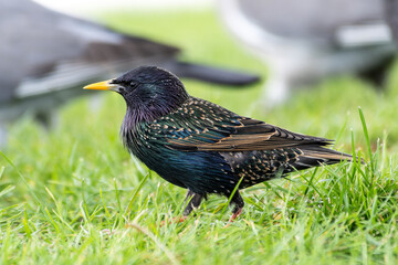 Étourneau sansonnet (Sturnus vulgaris) sur pelouse urbaine à Paris, plumage irisé remarquable