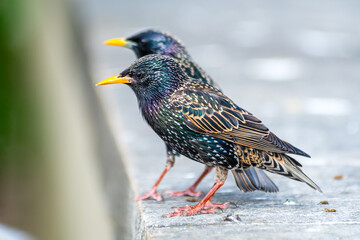 Étourneau sansonnet (Sturnus vulgaris) perché sur un muret dans les rues de Paris