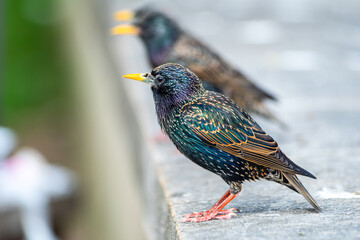 Étourneau sansonnet (Sturnus vulgaris) perché sur un muret dans les rues de Paris