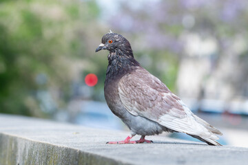 Parade amoureuse de pigeons bisets (Columba livia) sur le pavé parisien, scène de biodiversité urbaine