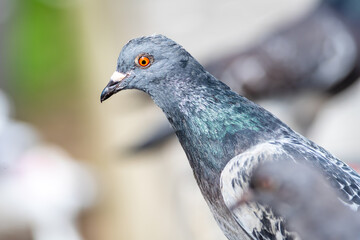 Parade amoureuse de pigeons bisets (Columba livia) sur le pavé parisien, scène de biodiversité urbaine