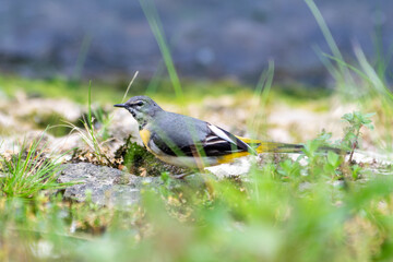 Bergeronnette des ruisseaux (Motacilla cinerea) en bord de canal à Paris – biodiversité citadine
