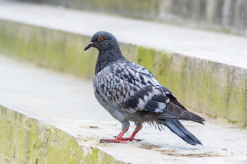 Parade amoureuse de pigeons bisets (Columba livia) sur le pavé parisien, scène de biodiversité urbaine